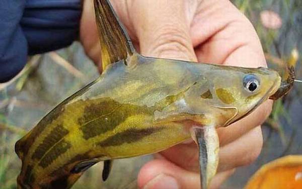 黄颡鱼又叫什么鱼?