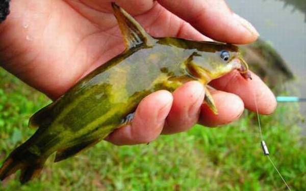 黄骨鱼和黄颡鱼有什么区别?