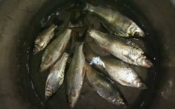 鲮鱼和青鱼有什么区别?