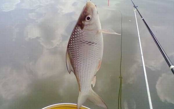 鲮鱼是海鱼还是河鱼?