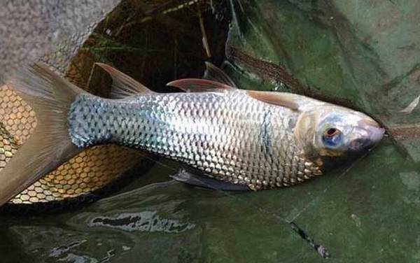 鲮鱼是海鱼还是河鱼?