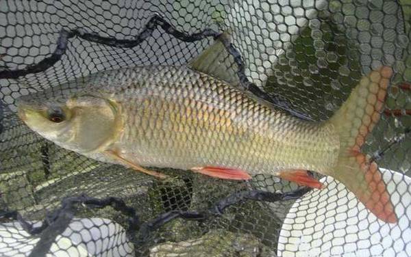 泰国鲮鱼多少钱一斤?