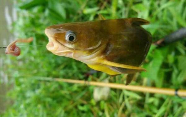 黄骨鱼和黄颡鱼有什么区别?