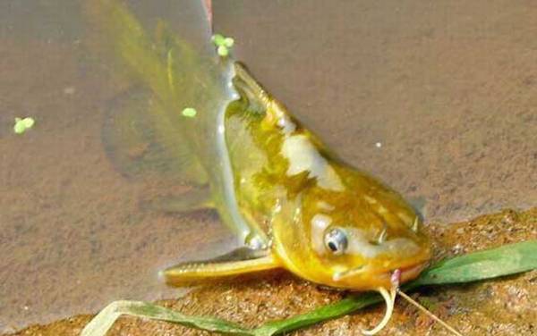 黄骨鱼和黄颡鱼有什么区别?