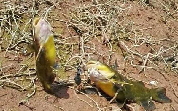 黄骨鱼和黄颡鱼有什么区别?