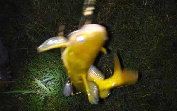 黄辣丁和昂刺鱼一样吗?