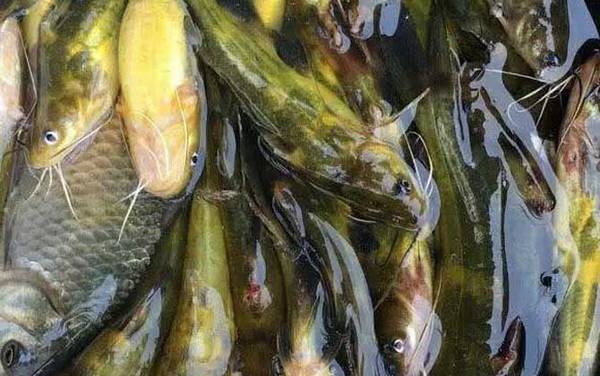 黄辣丁和昂刺鱼一样吗?