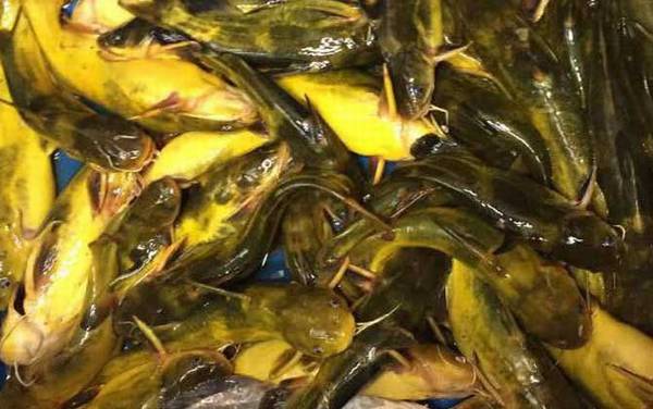 黄辣丁和昂刺鱼一样吗?