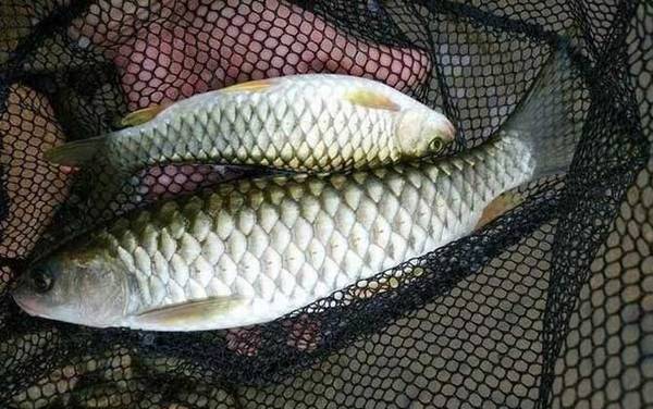 鲮鱼和军鱼有什么区别?