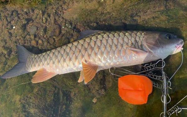 鲮鱼和军鱼有什么区别?