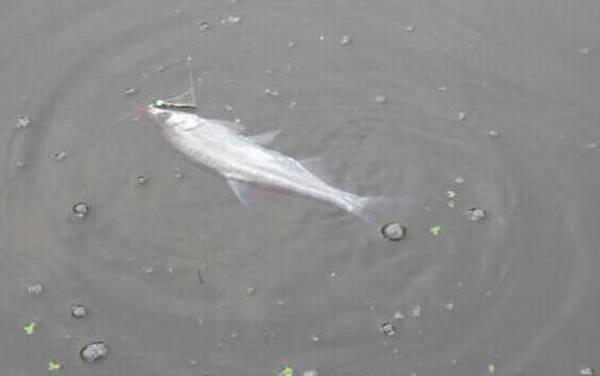 白条鱼的学名叫什么?