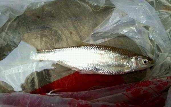 白条鱼的学名叫什么?