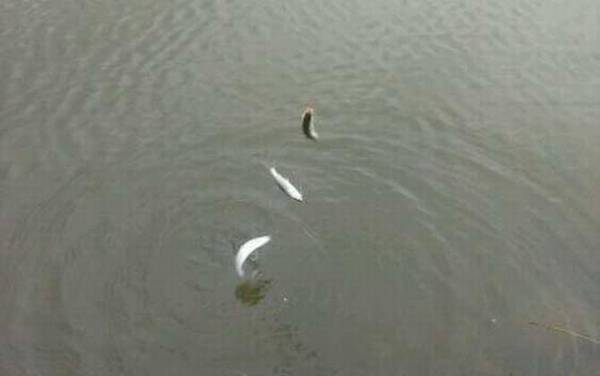 白条鱼能长多大?