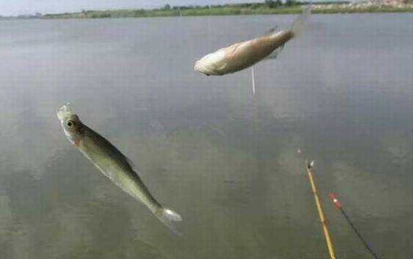 白条鱼能长多大?