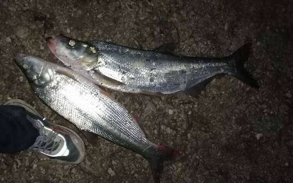 和白条鱼长得很像的鱼叫什么?