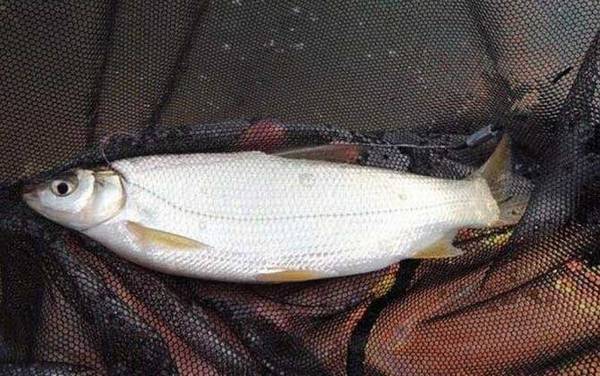 和白条鱼长得很像的鱼叫什么?