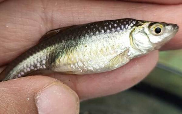 和白条鱼长得很像的鱼叫什么?