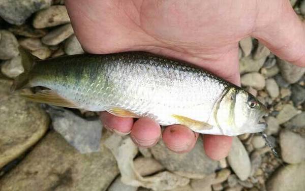 白条鱼和马口鱼有什么区别?