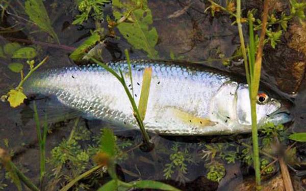 白条鱼和马口鱼有什么区别?