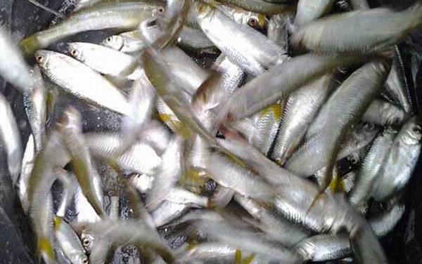 白条鱼和翘嘴鱼有什么区别?