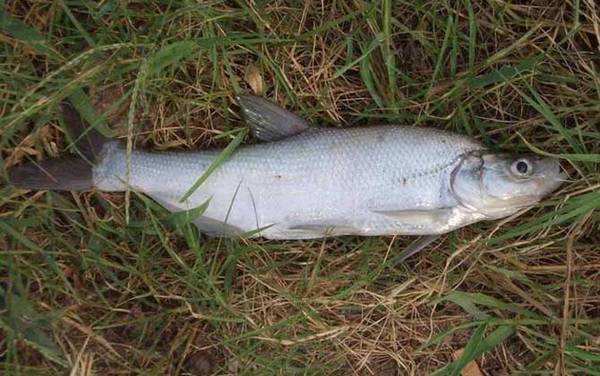白条鱼和翘嘴鱼有什么区别?