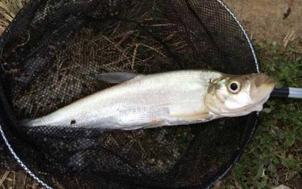 白条鱼和翘嘴鱼有什么区别?