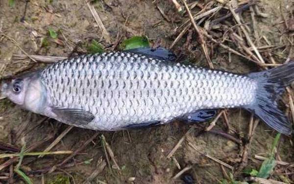 白条鱼和麦穗鱼有什么区别?