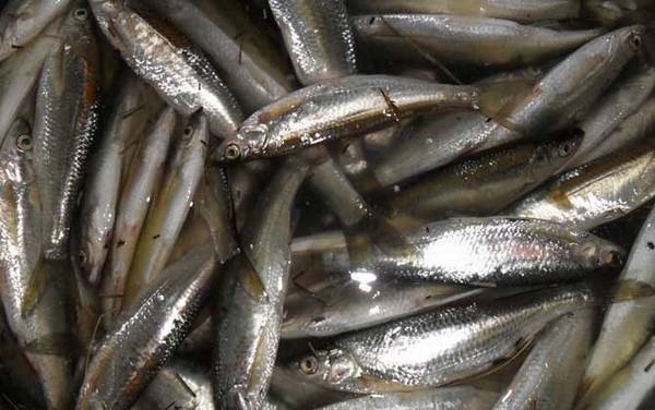 白条鱼和麦穗鱼有什么区别?