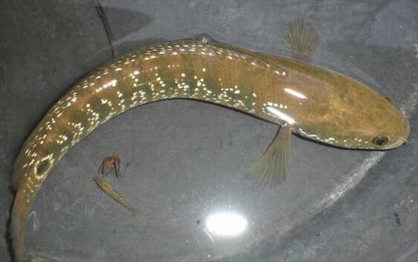 像黑鱼但不是黑鱼是什么鱼?