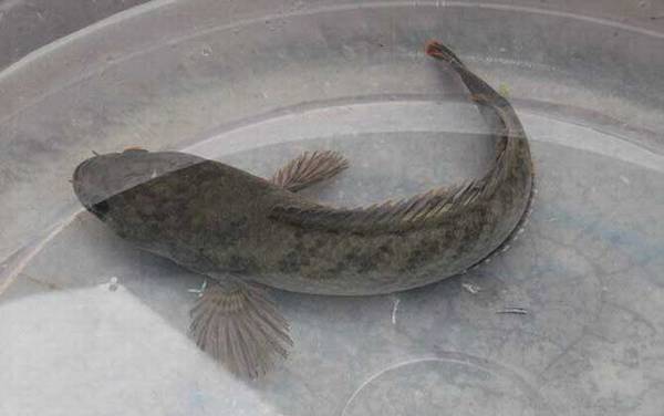 像黑鱼但不是黑鱼是什么鱼?