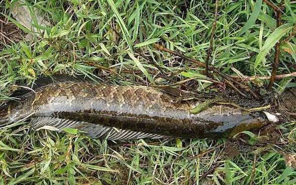 黑鱼有几个品种?