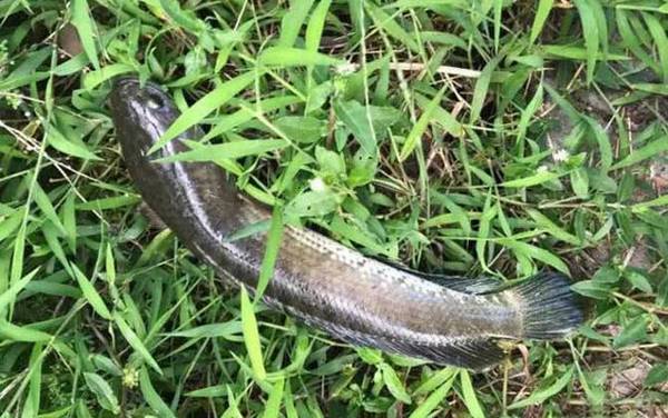 黑鱼有几个品种?