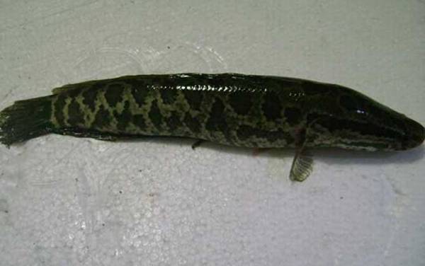 黑鱼有几个品种?