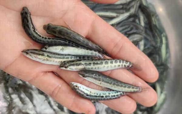 黑鱼养殖技术及病害防治