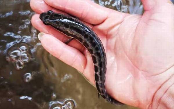 黑鱼养殖技术及病害防治