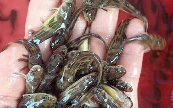 黑鱼苗价格多少钱一尾?