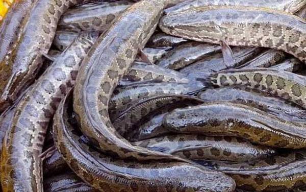 黑鱼喜欢吃什么东西?