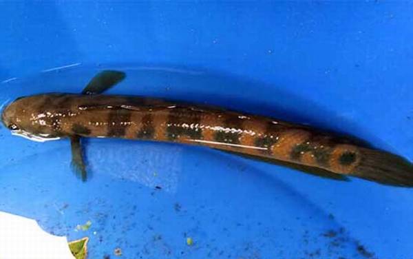 黑鱼喜欢吃什么东西?