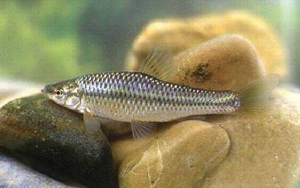 麦穗鱼是什么鱼?