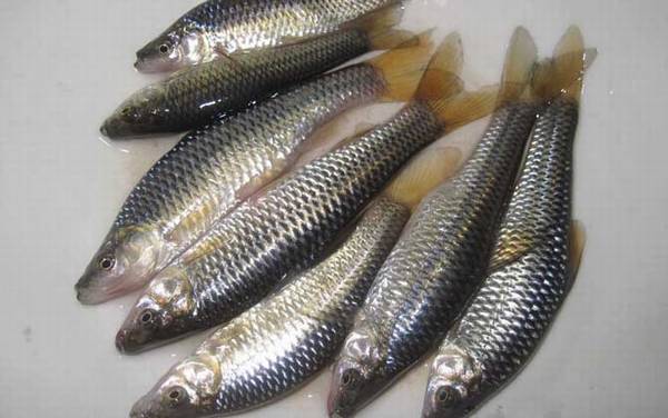 麦穗鱼是什么鱼?