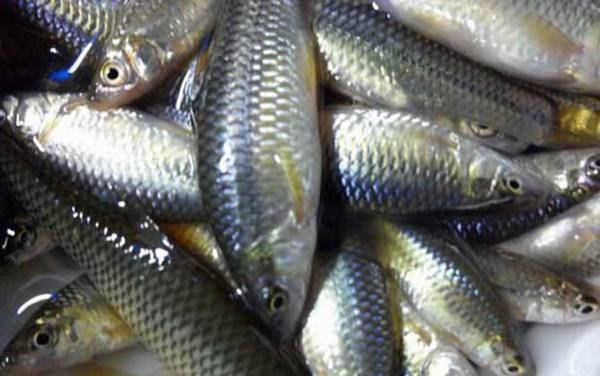 麦穗鱼是什么鱼?