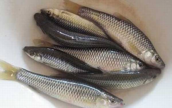 麦穗鱼是什么鱼?