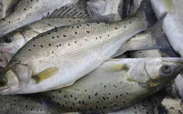 为什么女孩子不能吃鲈鱼?