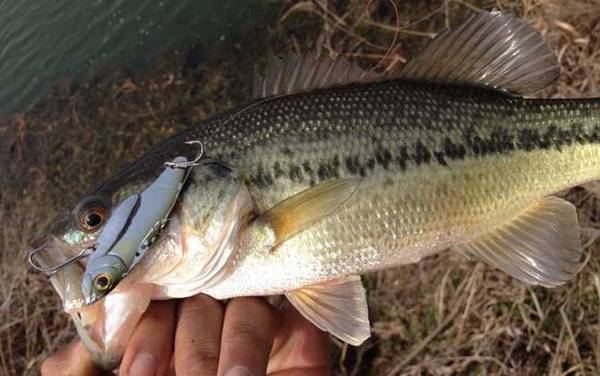 为什么女孩子不能吃鲈鱼?