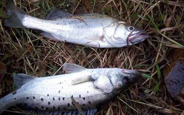 为什么女孩子不能吃鲈鱼?