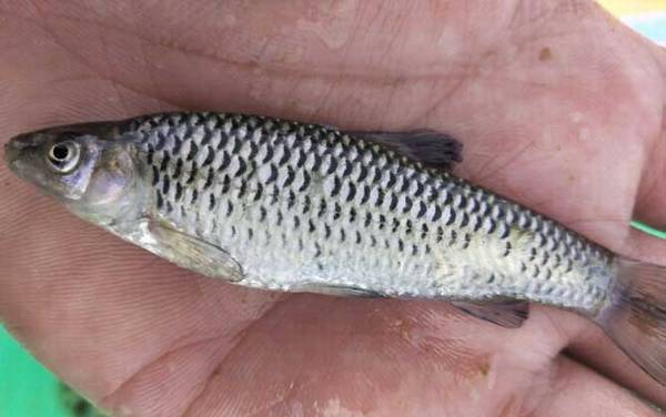 麦穗鱼吃什么食物?