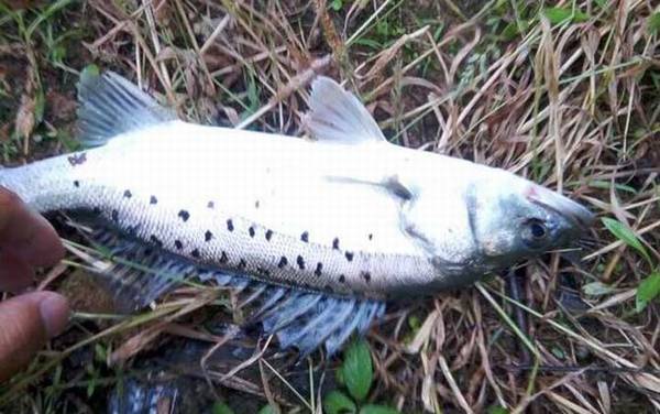 麦穗鱼最怕什么鱼?