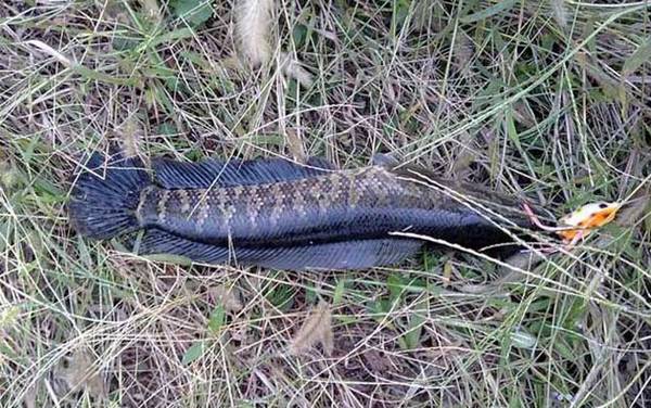 麦穗鱼最怕什么鱼?