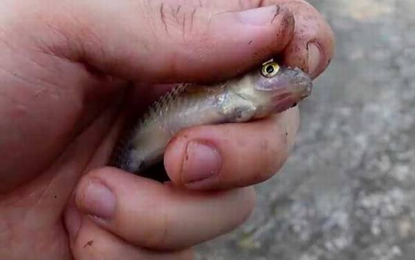 麦穗鱼是胎生还是卵生?