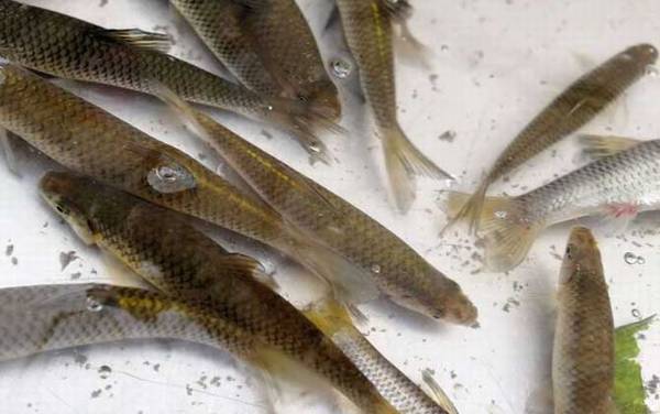 麦穗鱼吃自己的小鱼吗?